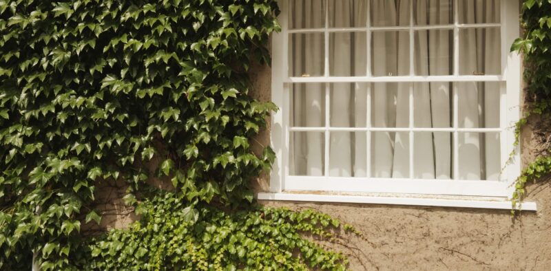 single hung window on a house covering in ivy